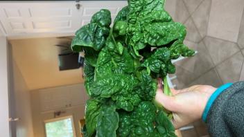 ferment image